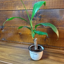 我が家の植物をご紹介します^^　日髙