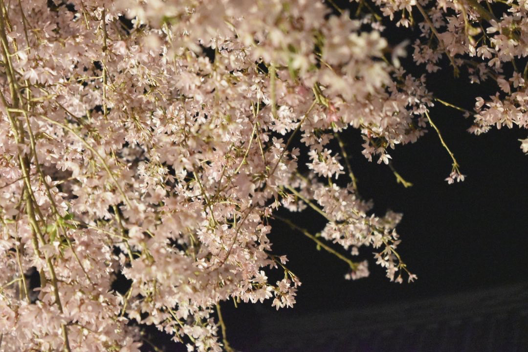 お花見🌸　井町